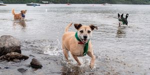 Loch Lomond - dogs - Paws Pet Photography