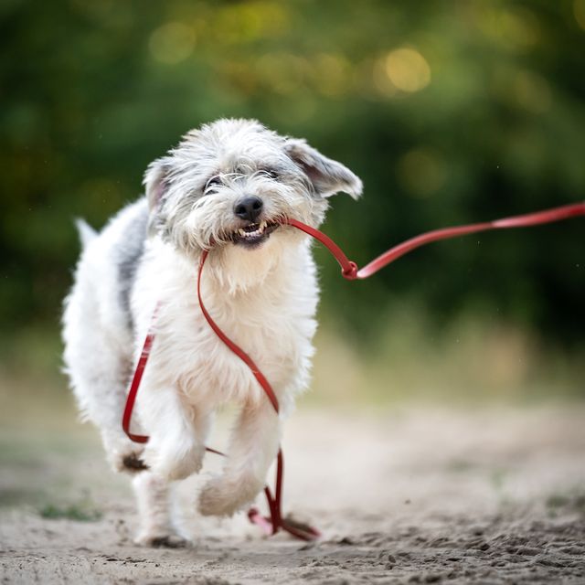 an irish glen of imaal terrier dog catches a leash with its teeth during a walk outdoor photo