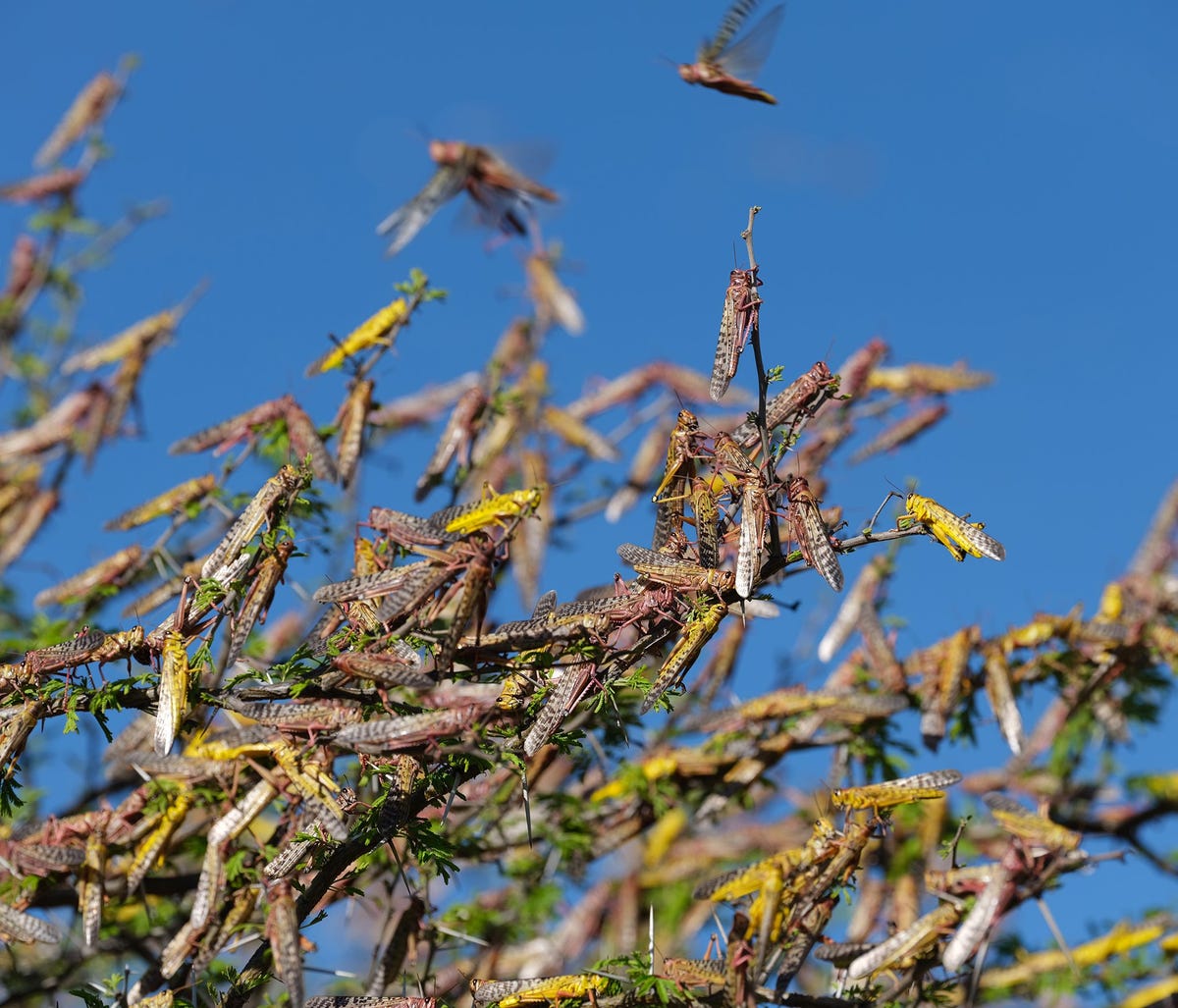 Volwassen woestijnsprinkhanen behoren tot de meest vraatzuchtige trekdieren ter wereld En sprinkhaan eet zijn eigen lichaamsgewicht aan voedsel per dag zon twee gram aan planten Sinds januari kampt Kenia met de zwaarste invasie van sprinkhanen in zeventig jaar Nu de insecten zich blijven vermeerderen en in OostAfrika het oogstseizoen wordt afgerond een tijd waarin de gewassen extra kwetsbaar zijn vrezen experts dat 25 miljoen OostAfrikanen als gevolg van de plaag honger zullen lijden