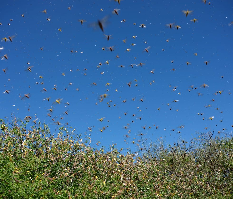 Desert locusts tend to fly during the daytime and roost in the evening Lemasulani says he tries to locate them in the afternoons so pesticide sprayers have the best chance of finding them