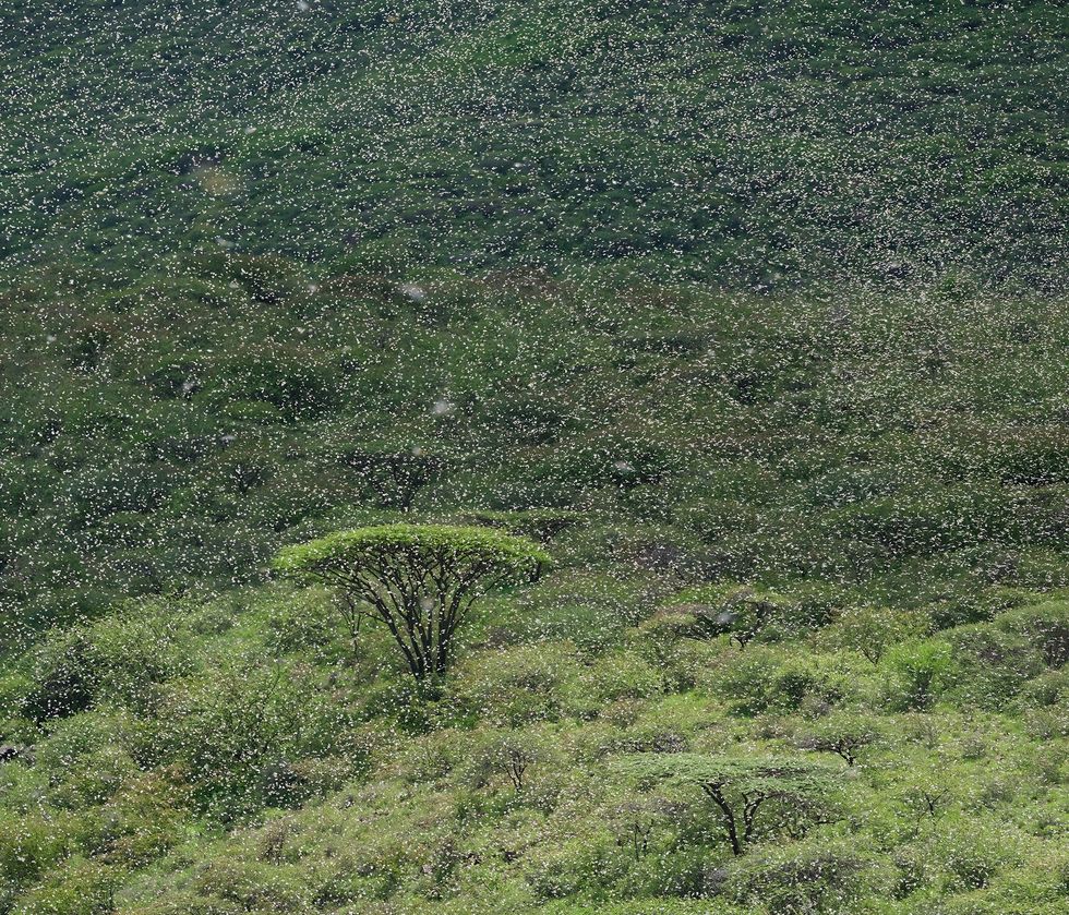 Een enorme zwerm sprinkhanen is in april neergestreken in een bos van acaciabomen in het noorden van Kenia Sommige zwermen kunnen aanzwellen tot zeventig miljard exemplaren groot genoeg om de stad New York anderhalf maal te bedekken Zon zwerm zou in n enkele dag 136 miljoen kilo aan gewassen verorberen