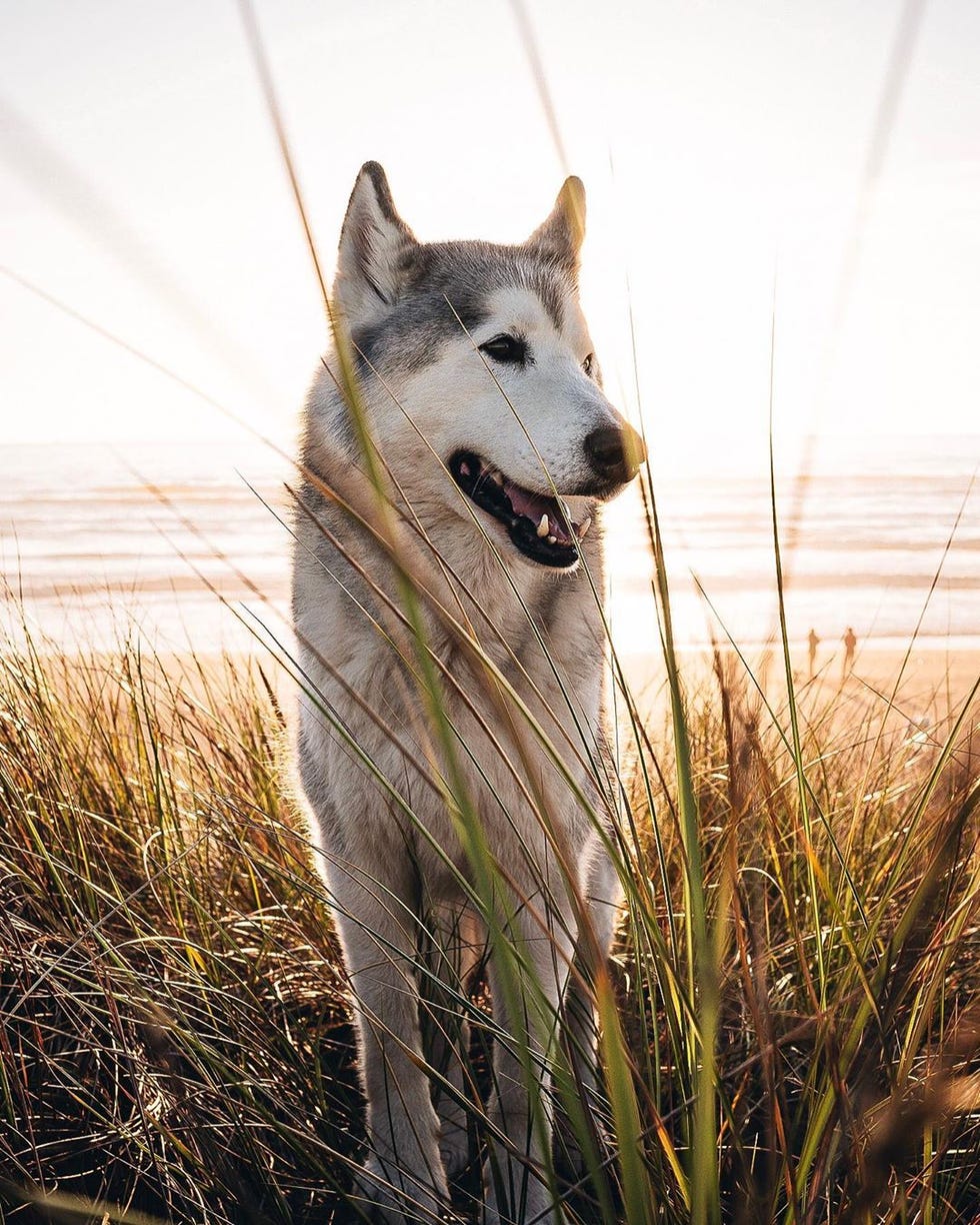 loki the wolfdog - animals to follow on instagram