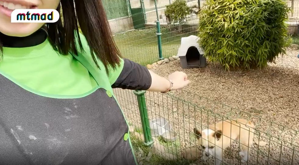 lola supervivientes hotel canino
