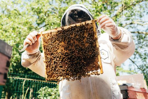 Experience days for couples - Beekeeping in London