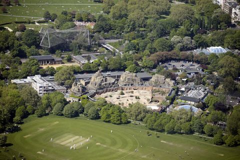 london zoo and cricket in regents park, london