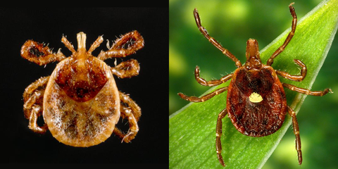lone star tick nymph and adult female