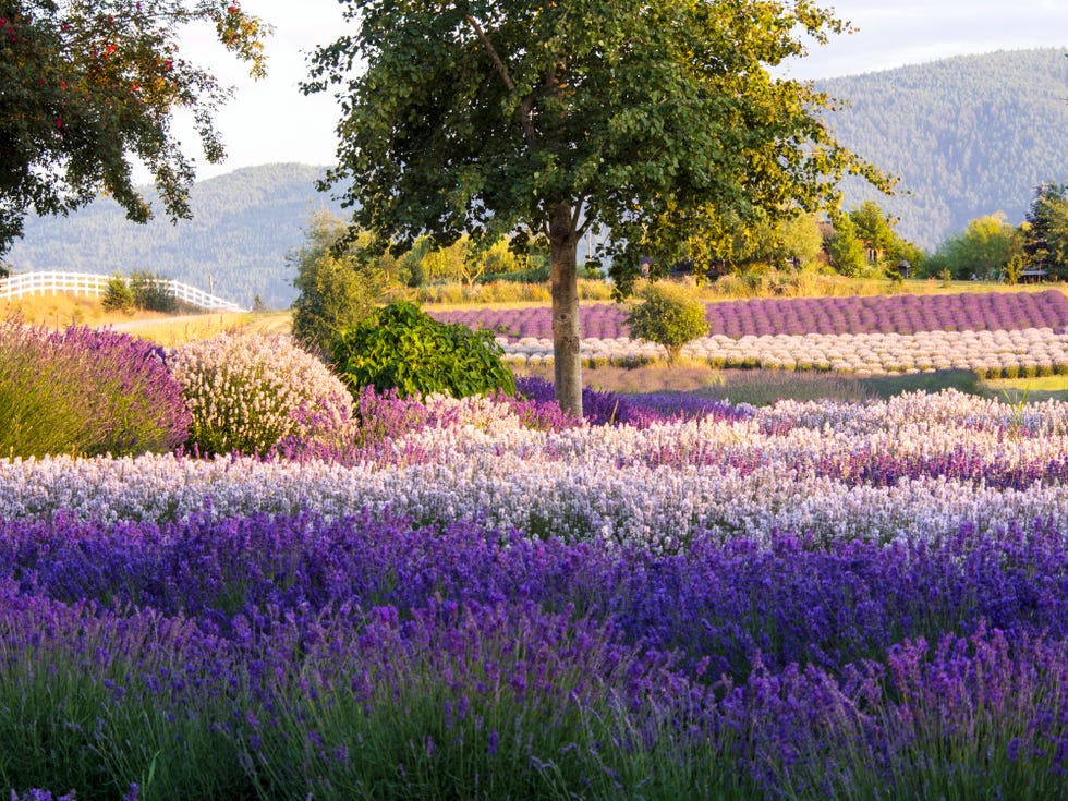 lone tree in lavender field