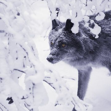 lone wolf in snow