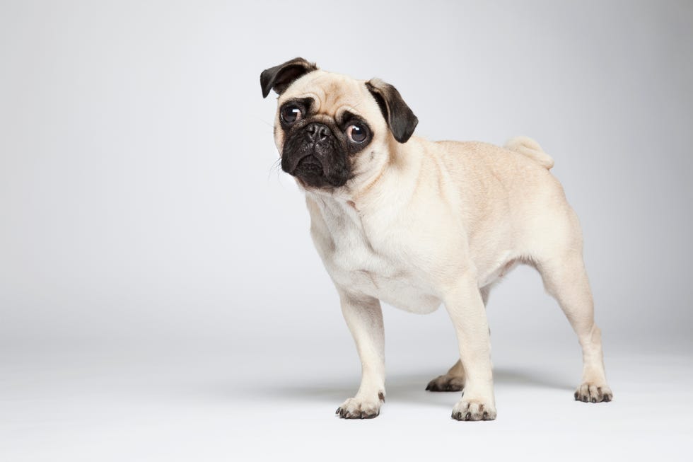 cutest dog breeds — pug