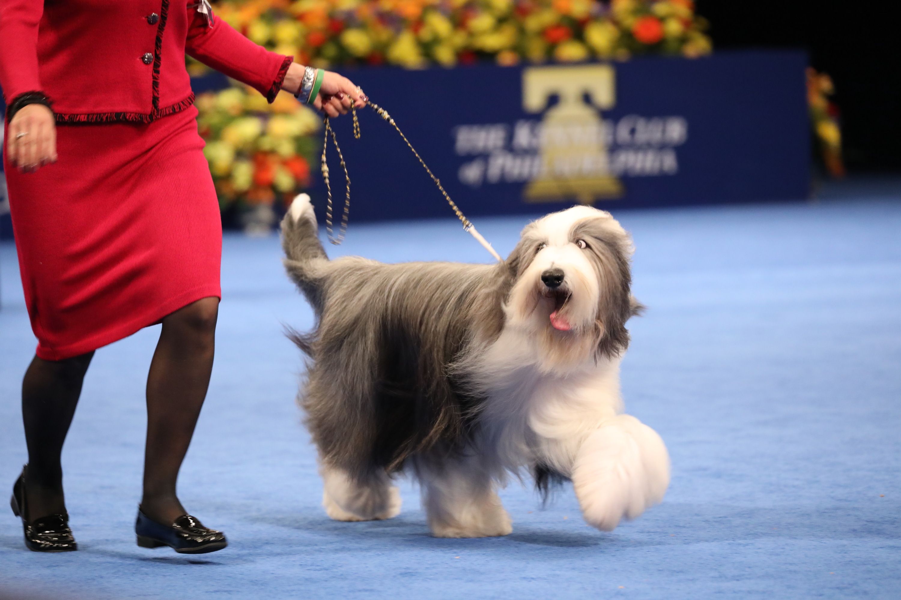 18 Long-Haired Dogs: Afghan Hound, Bearded Collie, and More