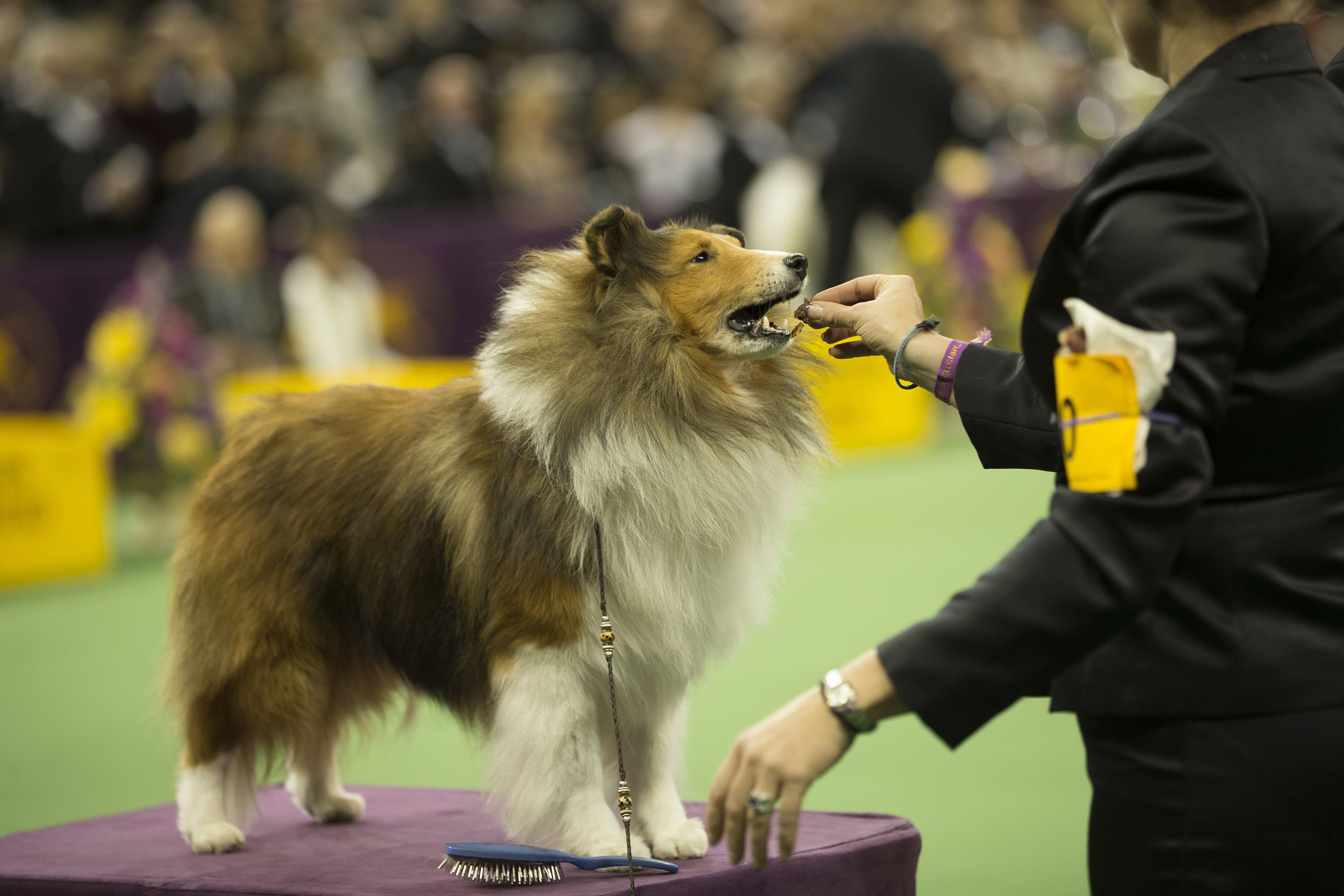 Long clearance hair collie