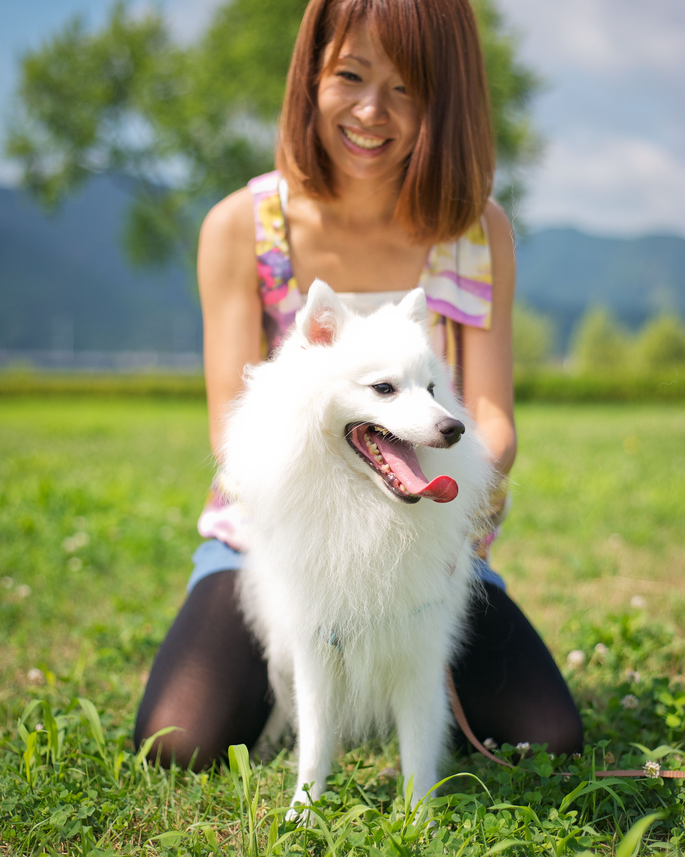 White long haired store medium sized dog