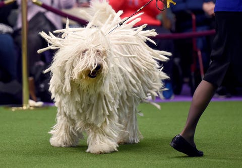 how many layers of hair do dogs have