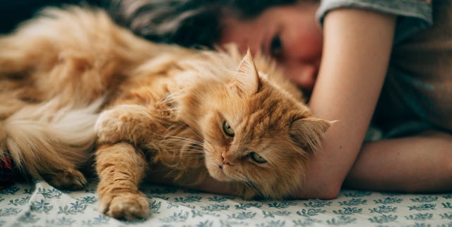 long haired cats