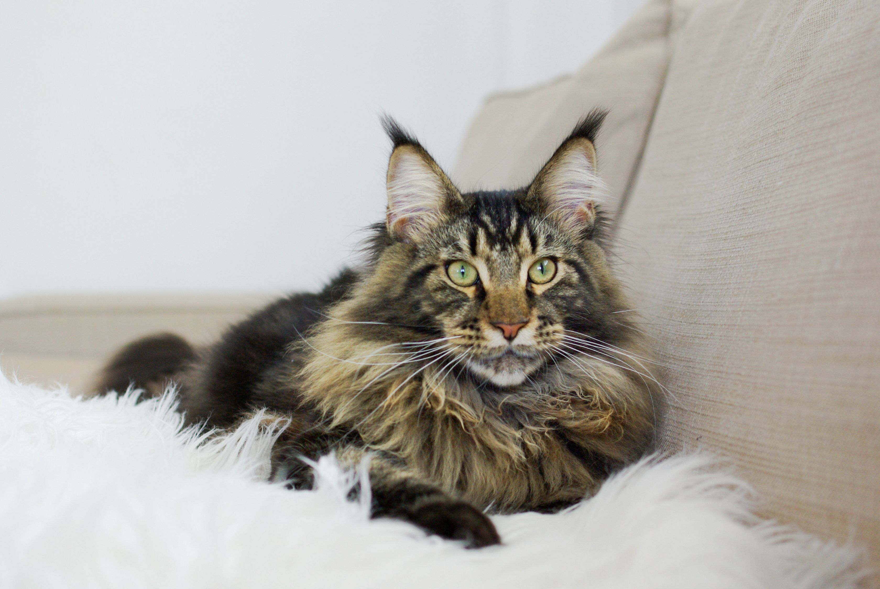 Fluffy big shop cat