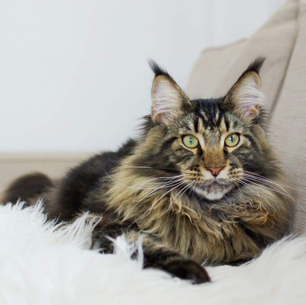 long haired cats - maine coon