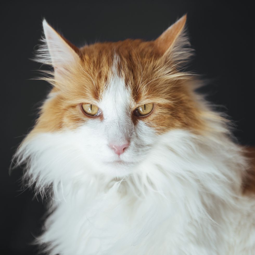 long haired cats - norwegian forest
