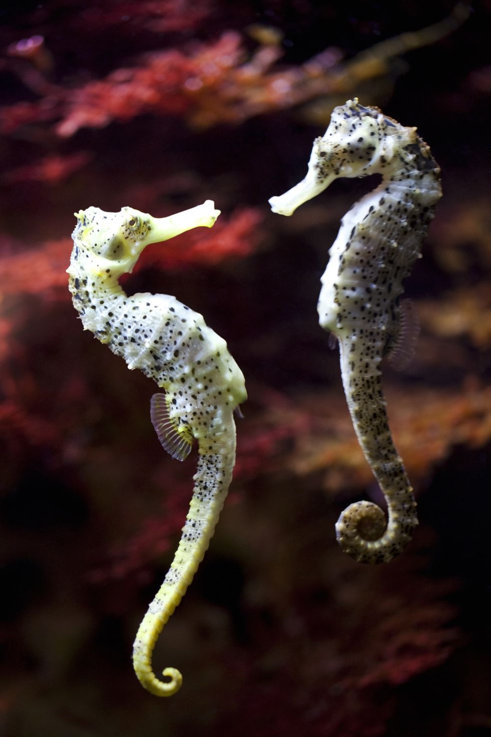 long snouted seahorse in love