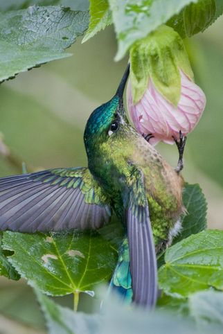 long tailed sylph