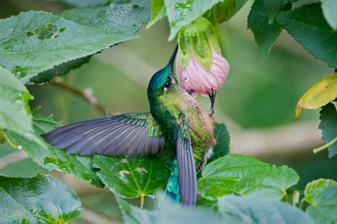 long tailed sylph