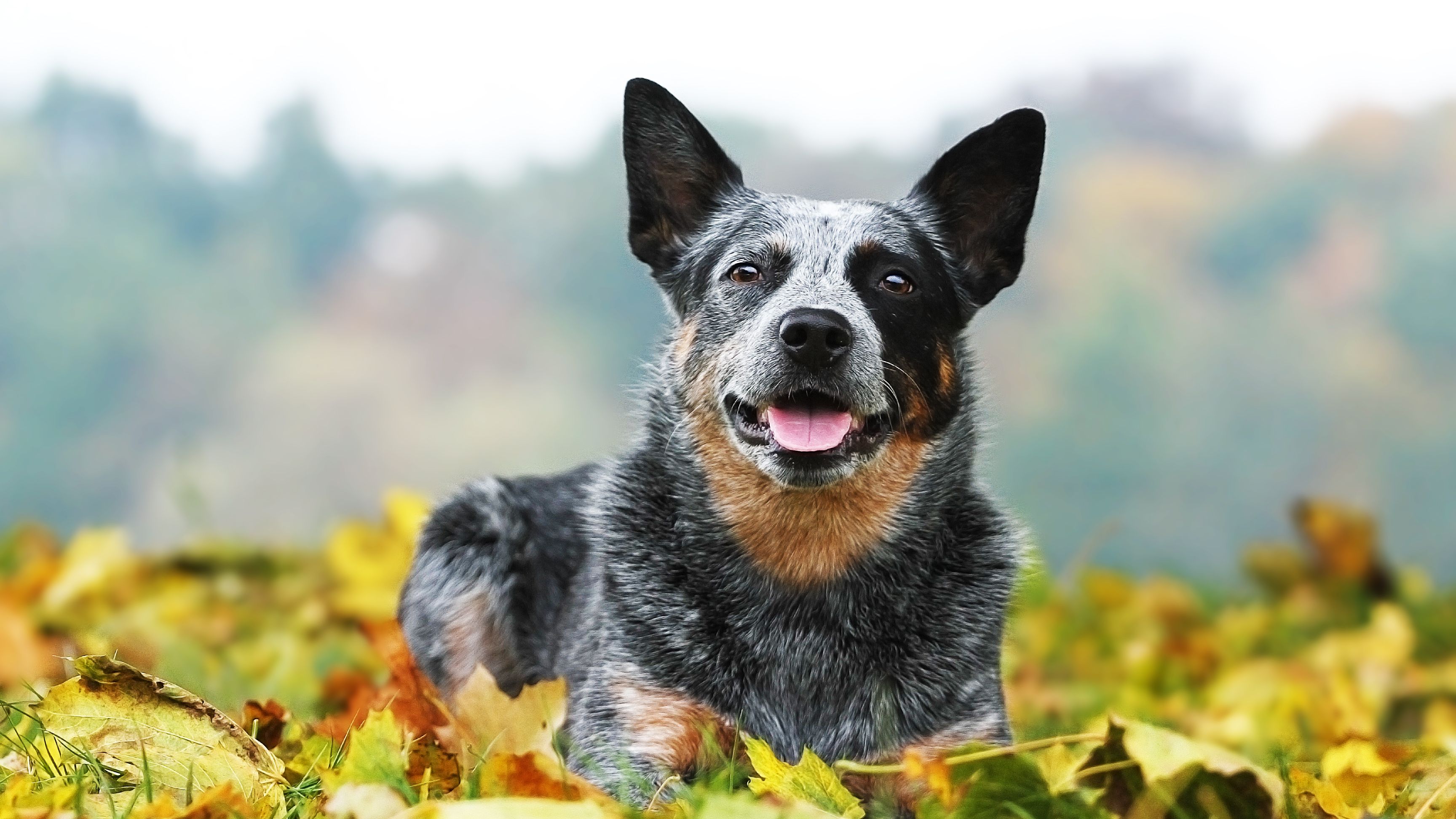 do mix breed dogs live longer