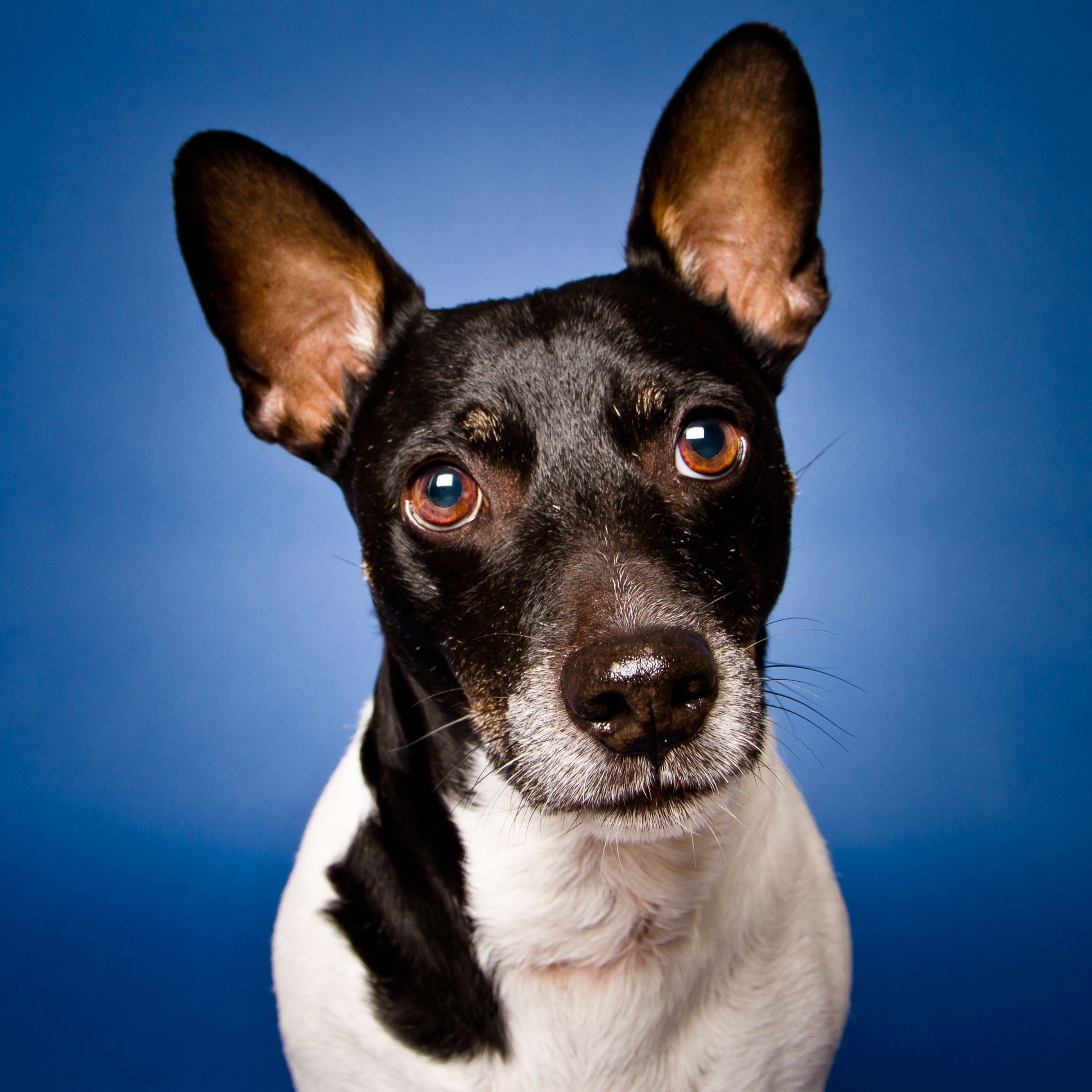 what is the lifespan of a rat terrier chihuahua