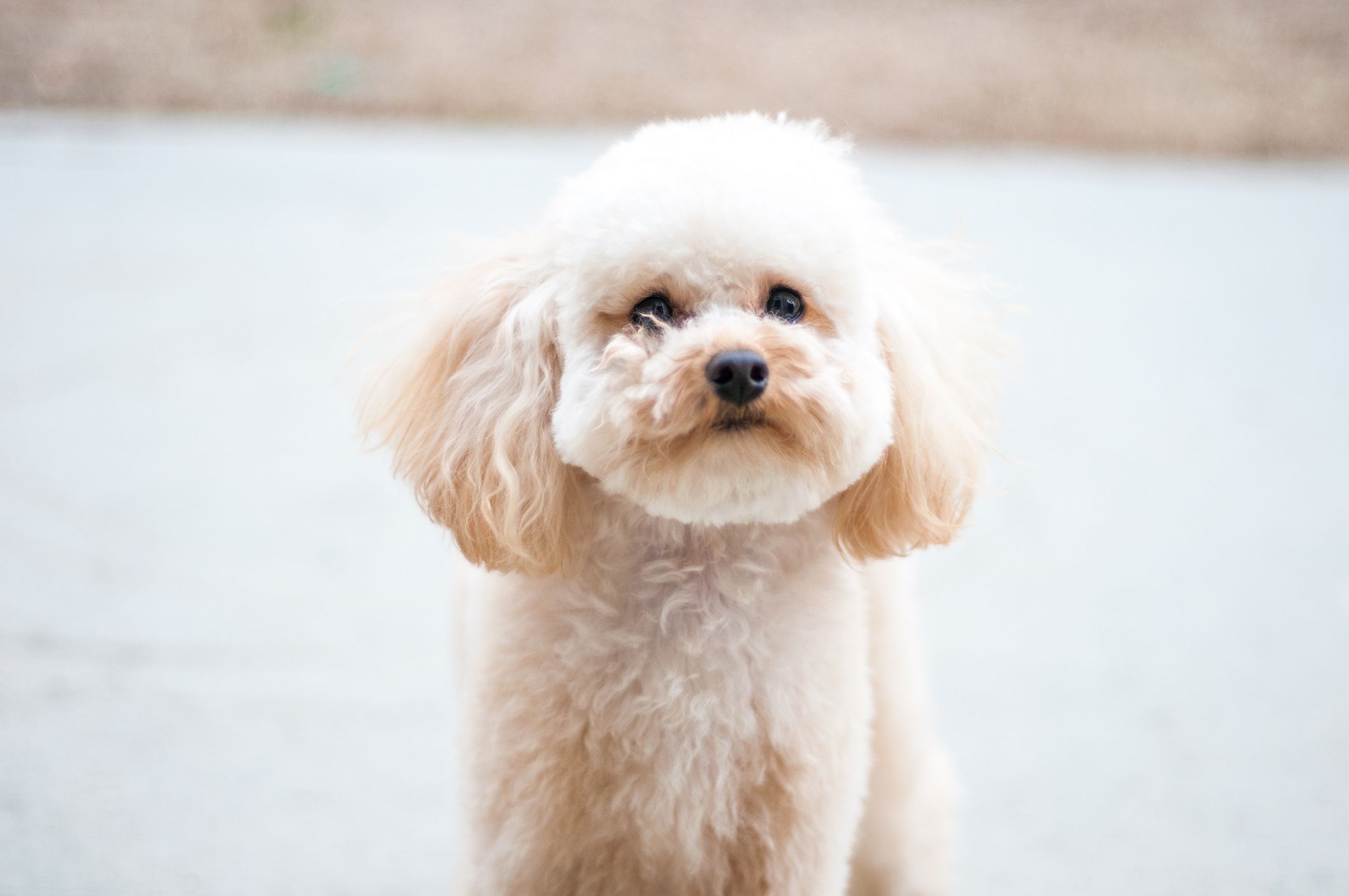 Oldest best sale living bichon