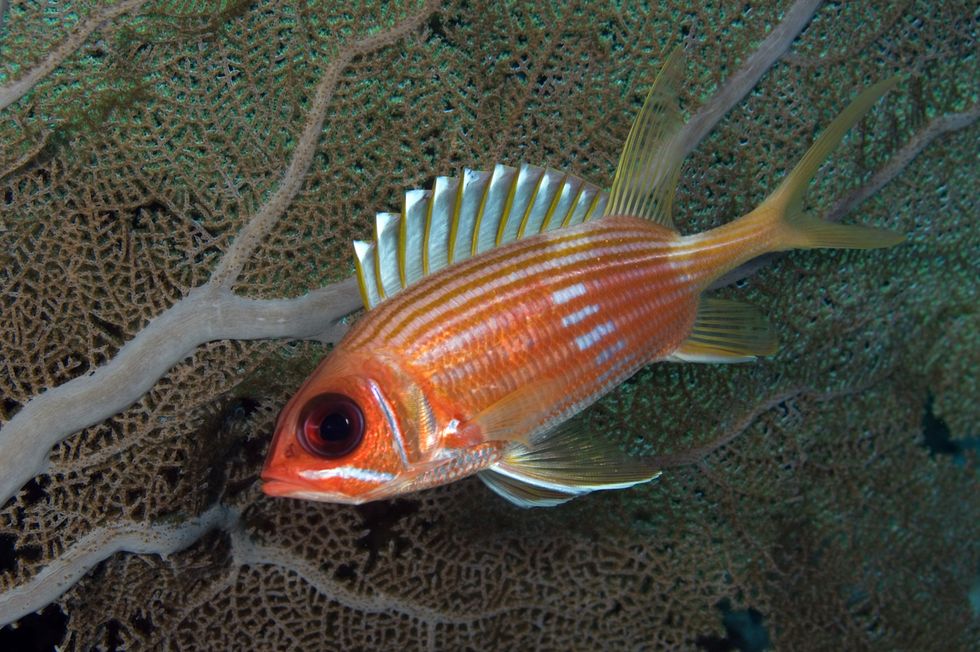 longspine squirrelfish in front of sea fan note white triangular marking at tips of dorsal fin spines holocentrus rufus curacao, netherlands antilles digital photo horizontal