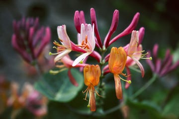 lonicera honeysuckle