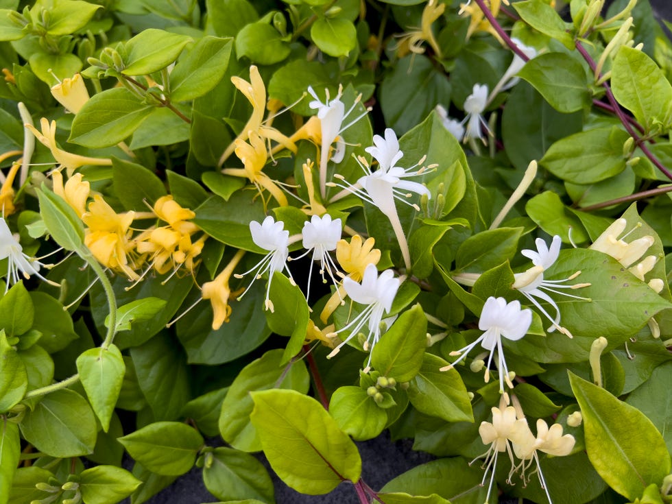 Lonicera japonica plant in flower, Japanese honeysuckle and golden and silver honeysuckle,