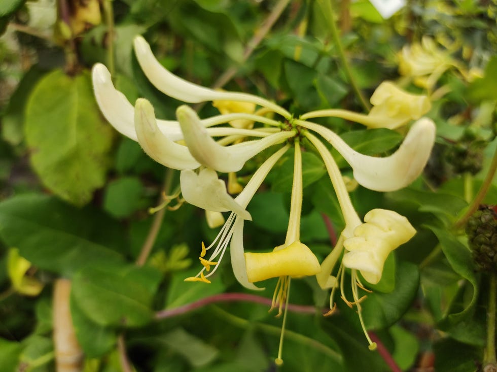 how to grow honeysuckle common honeysuckle lonicera periclymenum flowers