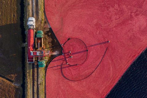 looking down on cranberries being loaded into a truck, massachusetts, united states of america