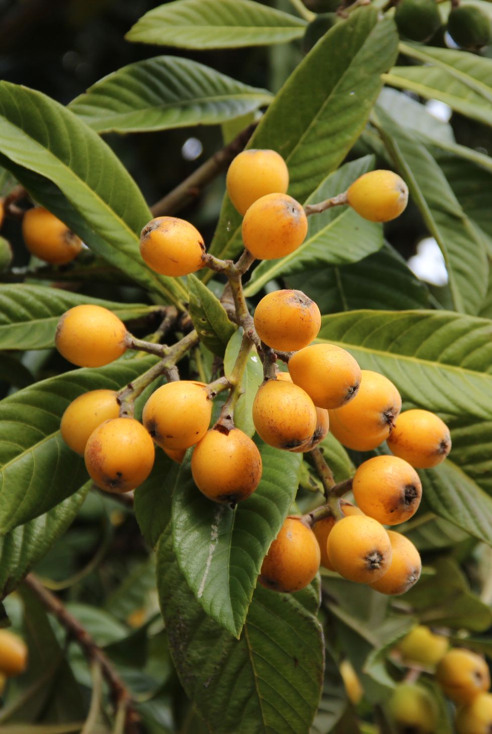 loquat fruit on tree