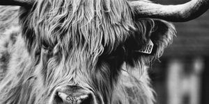 Horn, Bovine, Black, Black-and-white, Ox, Snout, Eye, Monochrome photography, Close-up, Monochrome, 