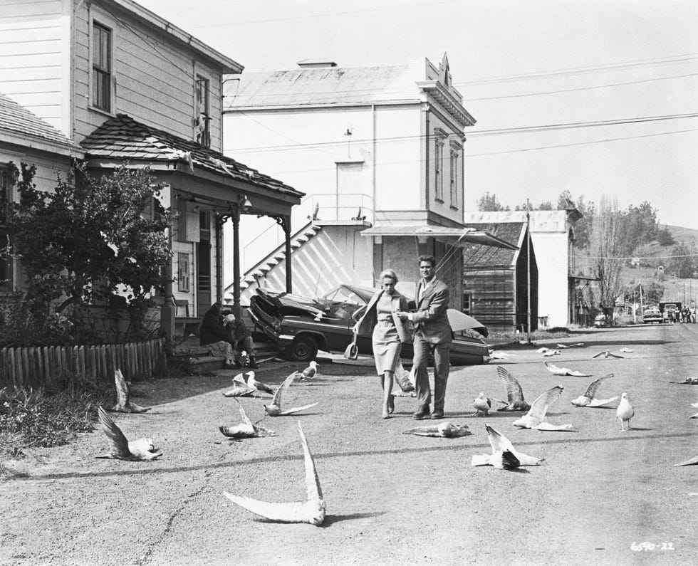 los pajaros alfred hitchcock curiosidades rodaje