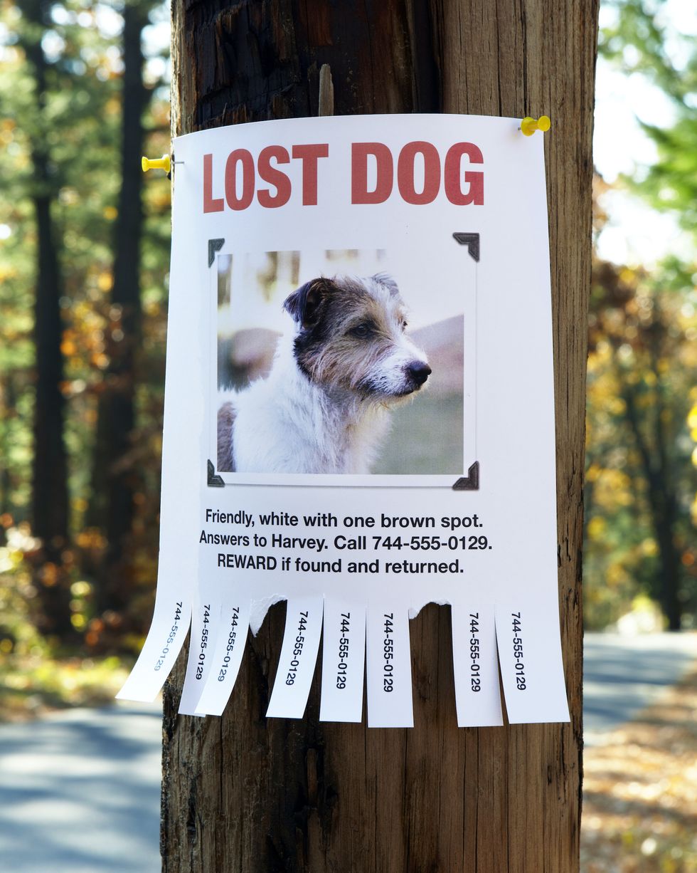 Lost the animals. The Lost Dog. Плакаты с собаками. The Dog is Lost. Объявление Lost animals.