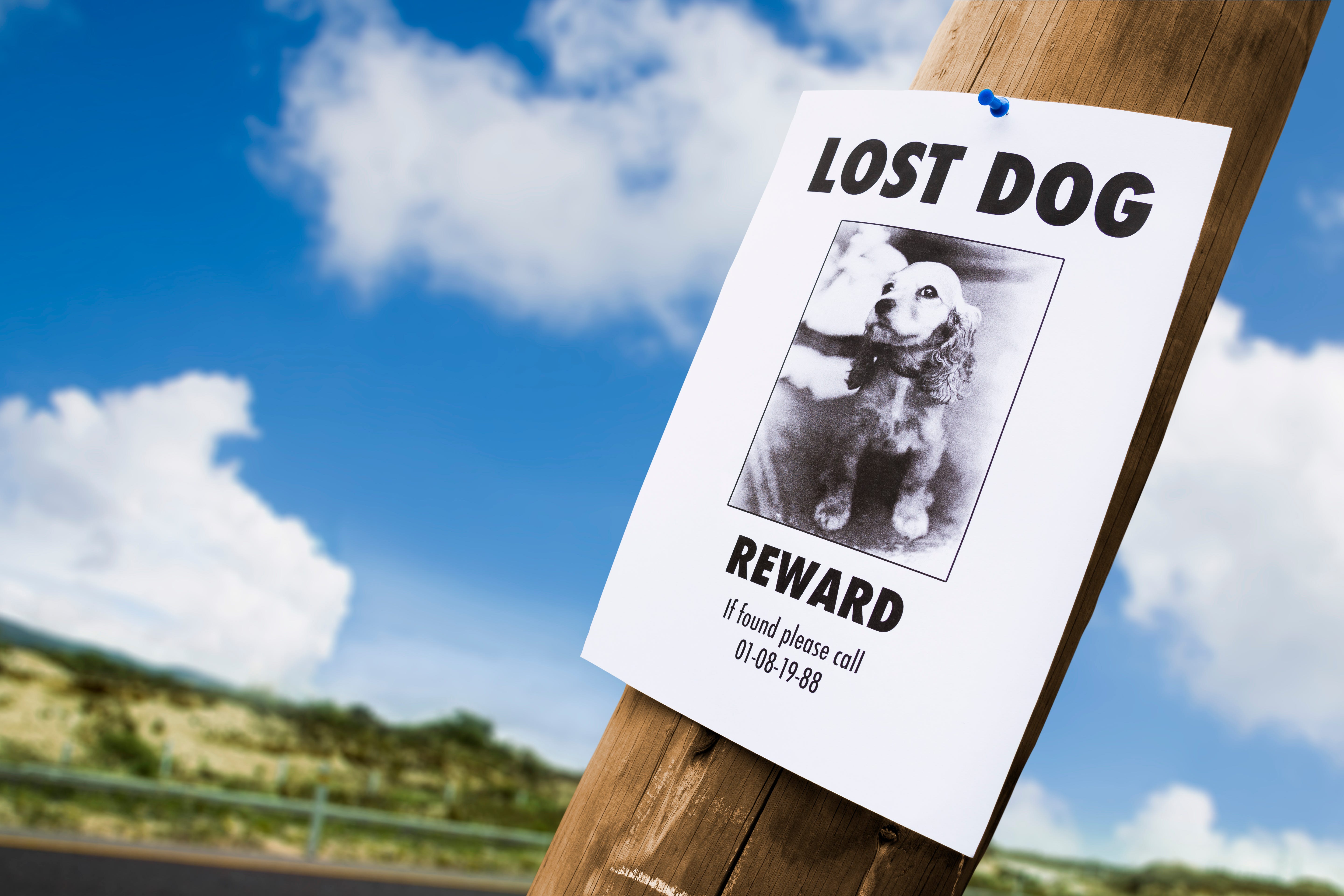 how can i track my lost dog