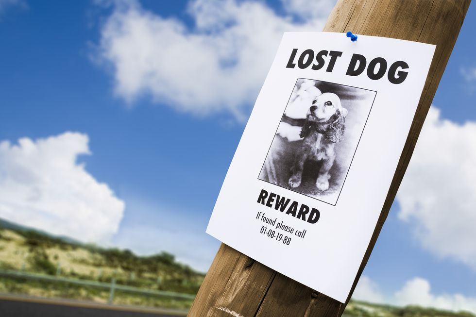 Lost dog poster nailed to a lightpost