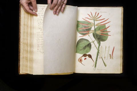 Dit is een tekening in het manuscript van Wollstonecraft waarop een zogenaamde erythrina te zien is een geslacht van bomen die ook wel koraalbomen worden genoemd vanwege de vele soorten waaraan helderrode bloemen komen