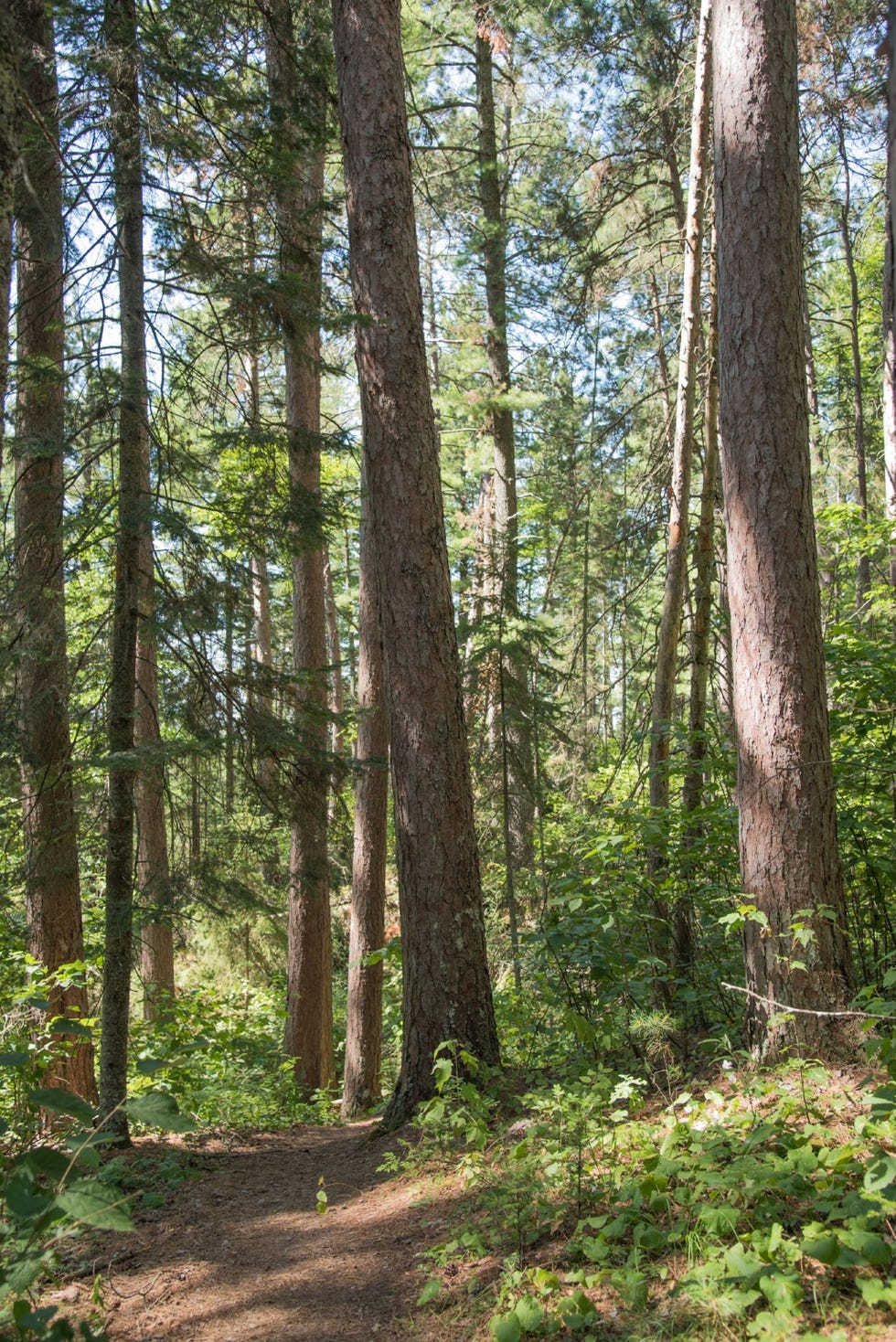 Sommige bomen in de Lost 40 zijn ruim tweehonderd jaar oud wat ze minstens tweemaal zo oud maakt als de bomen in het omringende herbeboste woud