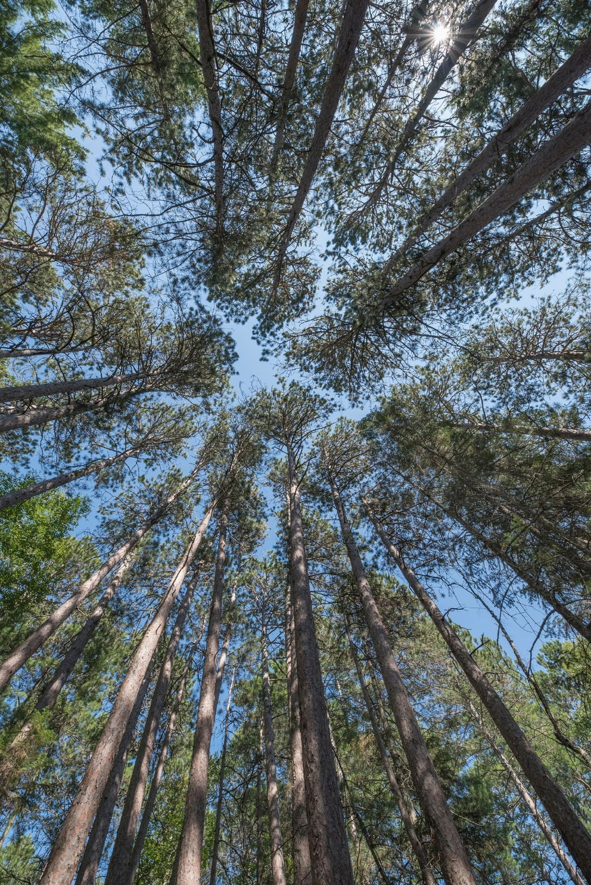 Binnen het Chippewa National Forest in Minnesota heeft een stukje oerbos dankzij een fout van landmeters de hoogtijdagen van de negentiendeeeuwse houtkap overleefd Tegenwoordig kunnen bezoekers er hun kennis van de bosbouwgeschiedenis ophalen en genieten van avontuurlijke wandeltochten