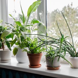 indoor plants