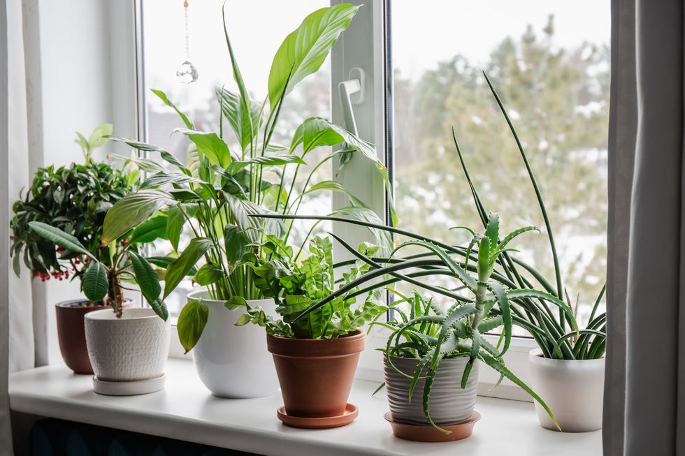 lot of houseplants growing on window sill