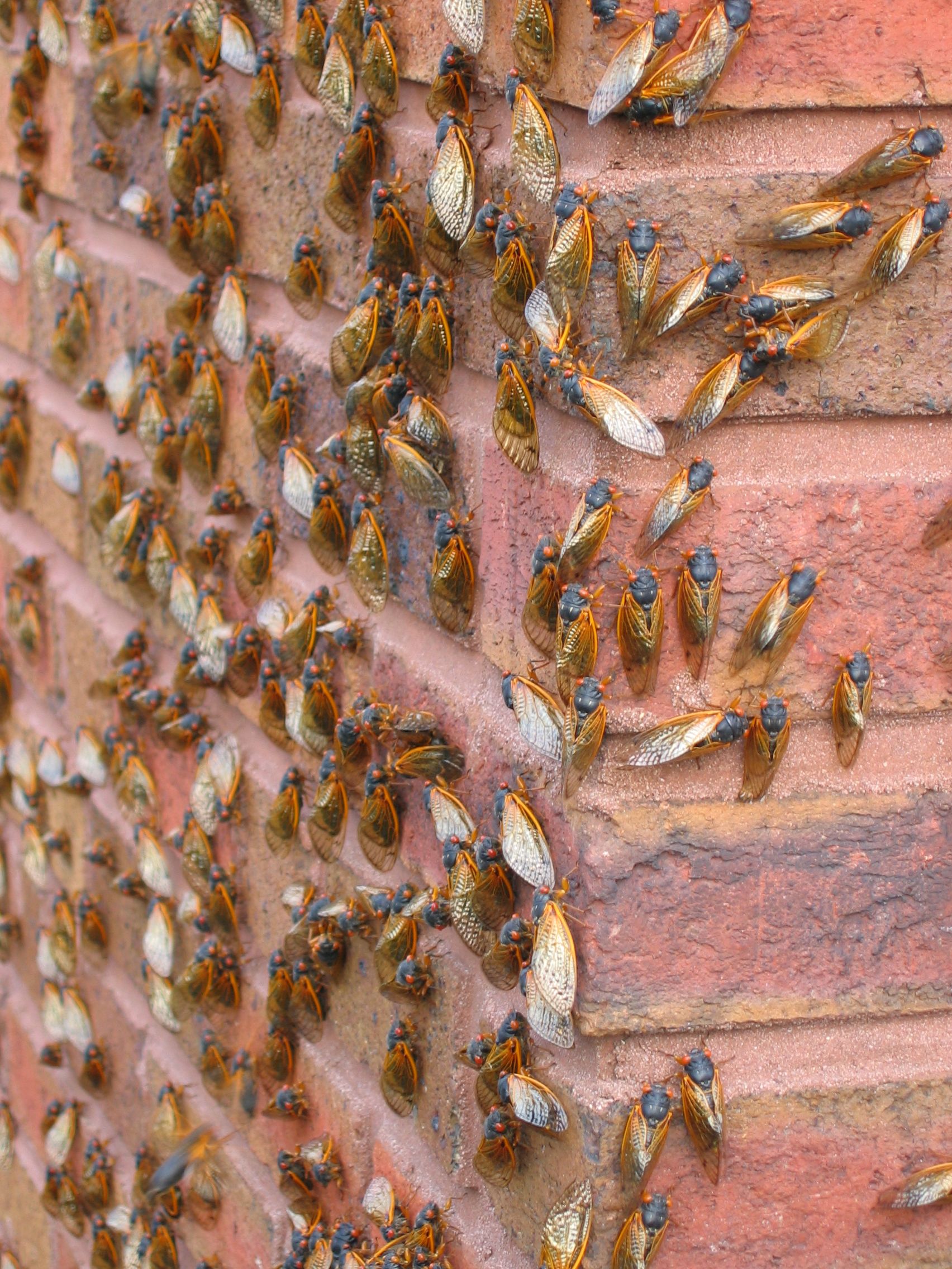 When Will the Cicadas Go Away? - How Long They'll Stick Around 2021