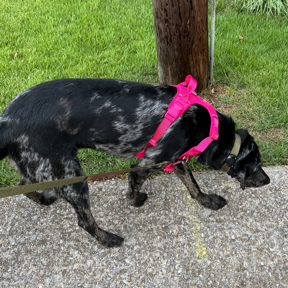 a dog wearing a harness