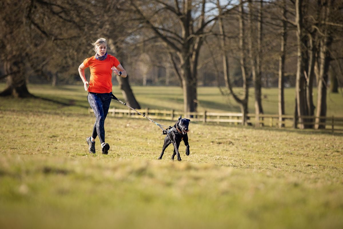 Running with a dog lead: how to do it correctly
