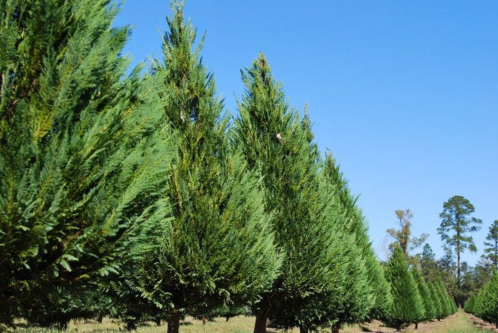 The Best Christmas Tree Farm In Every State For 2021 - Best Christmas 