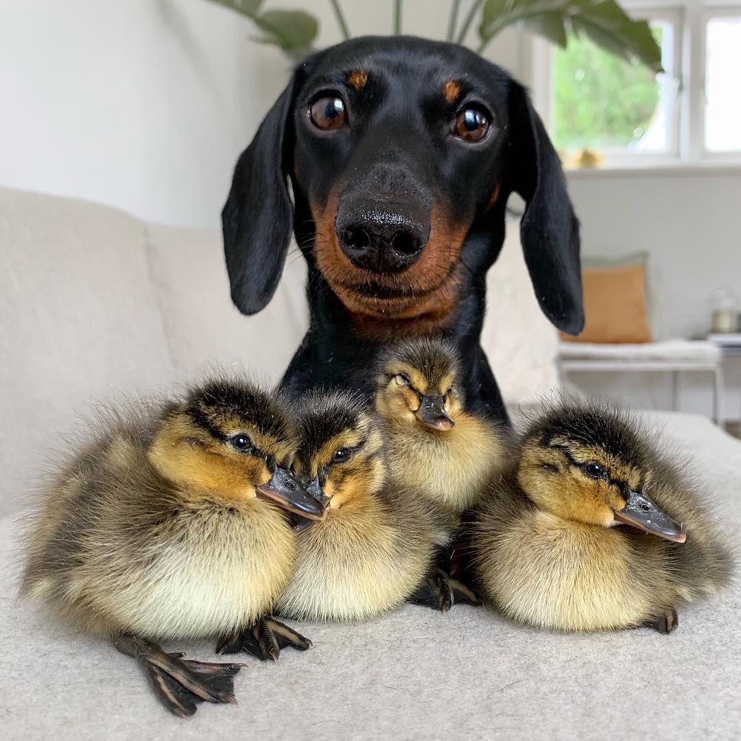 22 Animal Instagram Accounts You Have to Follow - Cute Animal Photos 22 Animal Instagram Accounts You Have to Follow - Cute Animal Photos