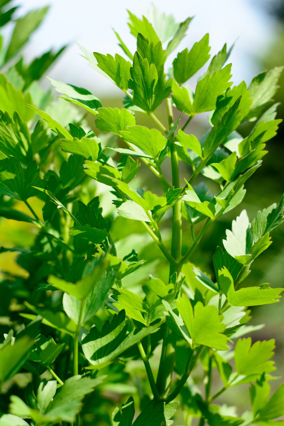 How to Dry Herbs - Parsley, Oregano, Chives, Lovage and more