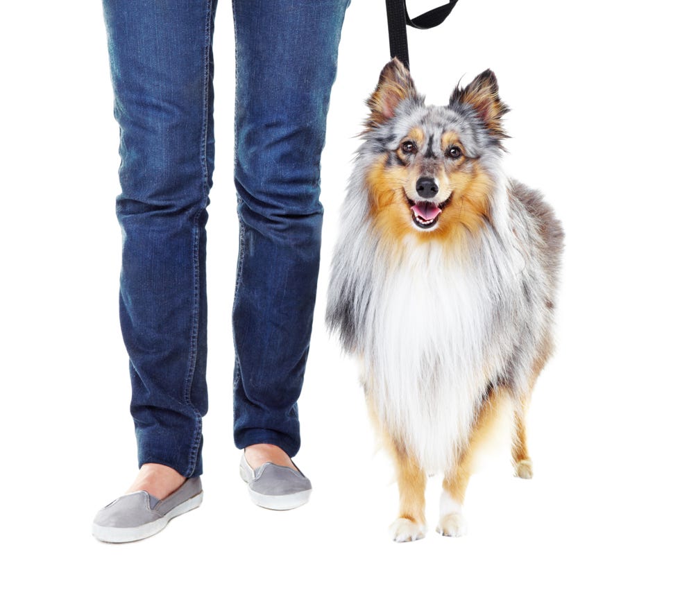 12 easiest dogs to train shetland sheepdogs